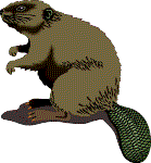 Beaver