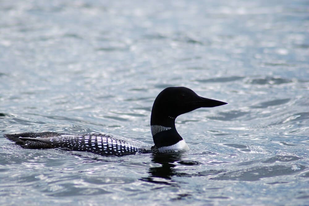 Loon