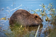 Beaver