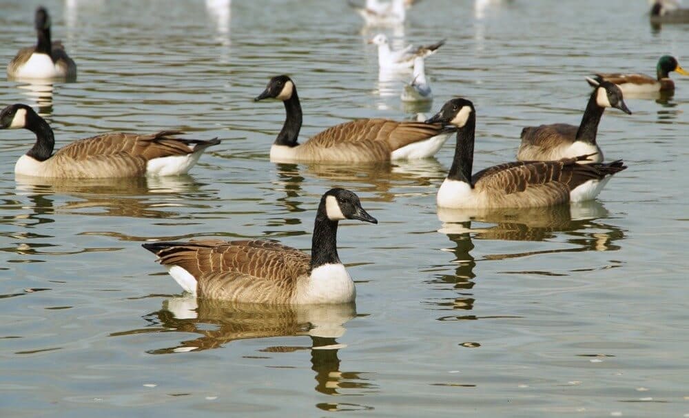 Canadian Geese
