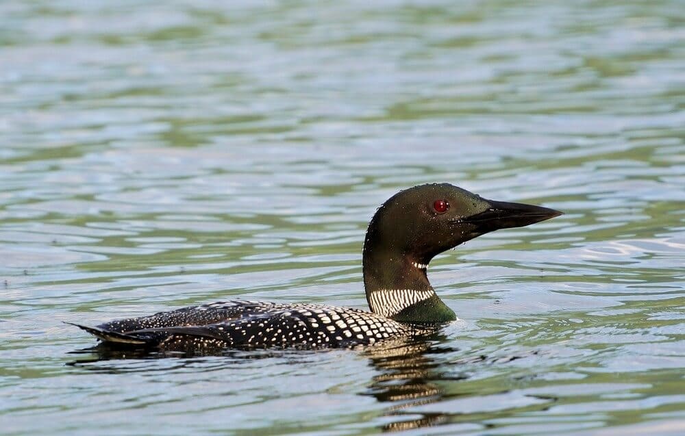 Loon