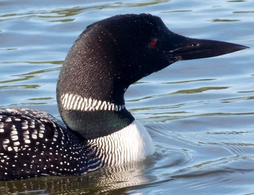 Loon