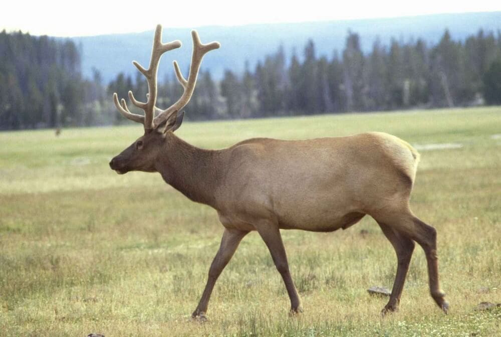 Elk
