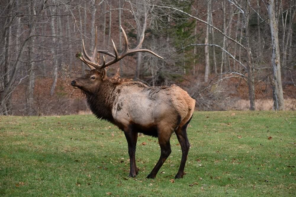 Elk